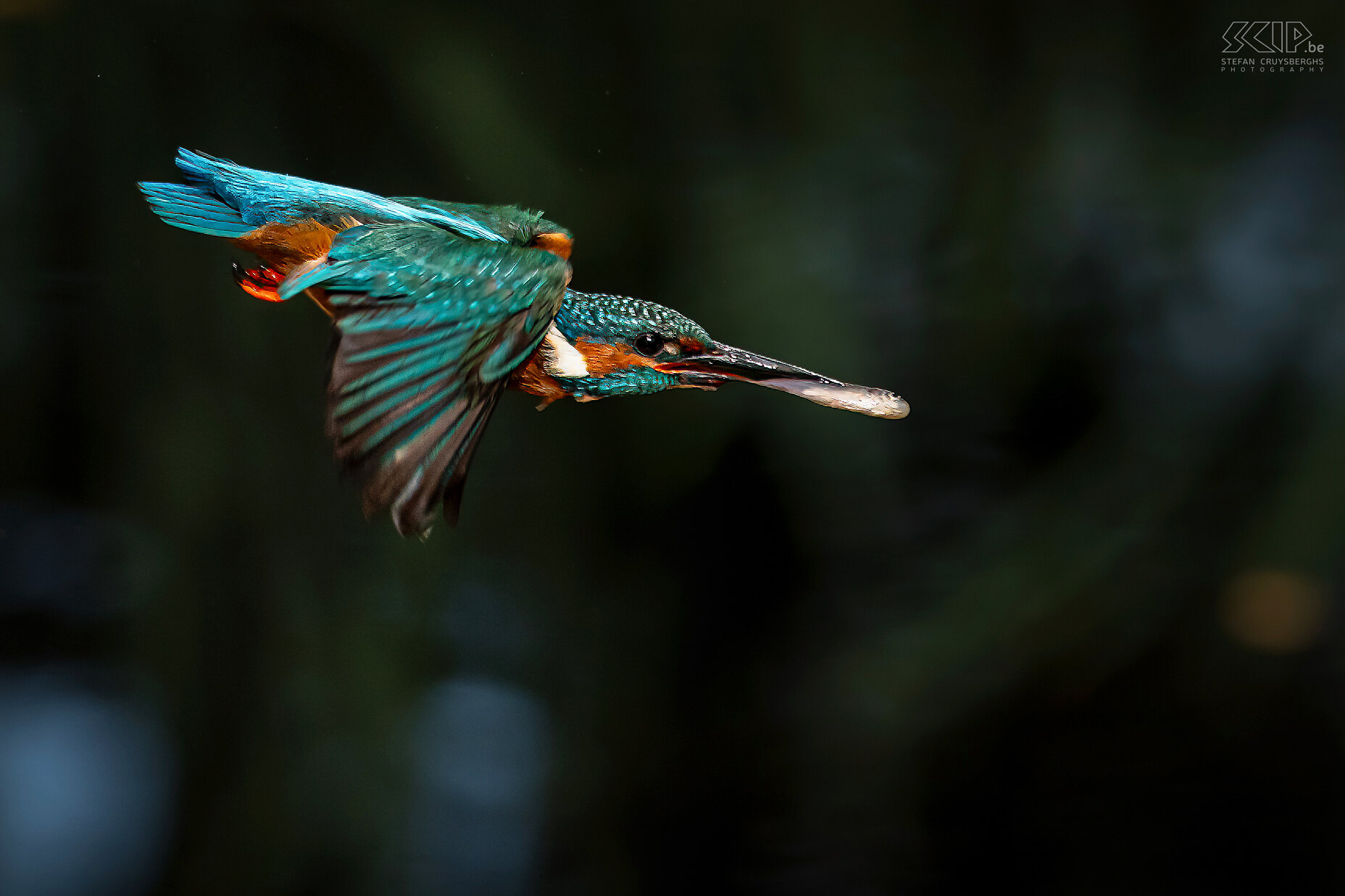 Kingfisher Some of my best images from recent years of one of the most beautiful birds in our country; the kingfisher. Stefan Cruysberghs